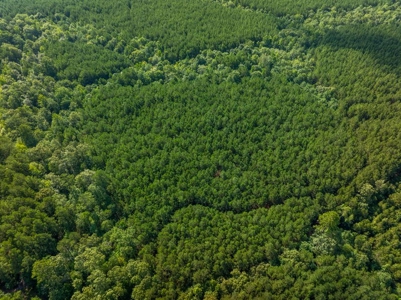 100± Acres of Timber & Hunting Land | Union Parish, LA - image 12