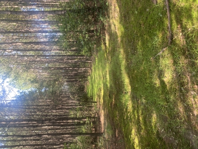 100± Acres of Timber & Hunting Land | Union Parish, LA - image 4