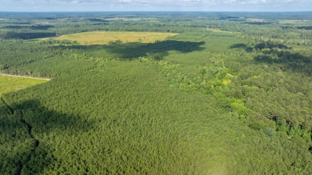 100± Acres of Timber & Hunting Land | Union Parish, LA - image 10
