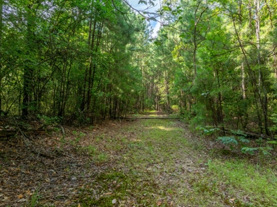 100± Acres of Timber & Hunting Land | Union Parish, LA - image 11