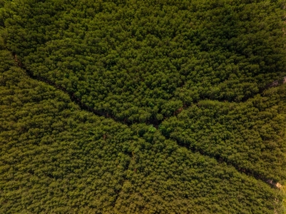 100± Acres of Timber & Hunting Land | Union Parish, LA - image 13