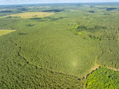 100± Acres of Timber & Hunting Land | Union Parish, LA - image 5