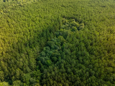 100± Acres of Timber & Hunting Land | Union Parish, LA - image 25
