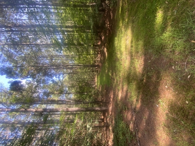 100± Acres of Timber & Hunting Land | Union Parish, LA - image 3