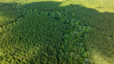 100± Acres of Timber & Hunting Land | Union Parish, LA - image 18