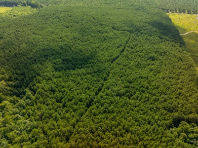 100± Acres of Timber & Hunting Land | Union Parish, LA - image 6