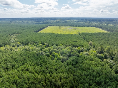 100± Acres of Timber & Hunting Land | Union Parish, LA - image 15