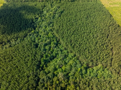 100± Acres of Timber & Hunting Land | Union Parish, LA - image 7