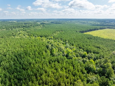 100± Acres of Timber & Hunting Land | Union Parish, LA - image 23
