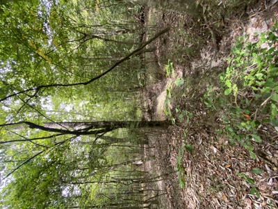 100± Acres of Timber & Hunting Land | Union Parish, LA - image 28