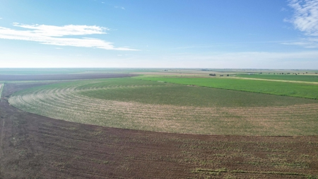 260.47+/- Acre Irrigated/Dryland Farm w/House in Castro County - image 2