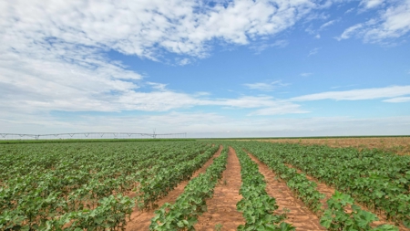 260.47+/- Acre Irrigated/Dryland Farm w/House in Castro County - image 22