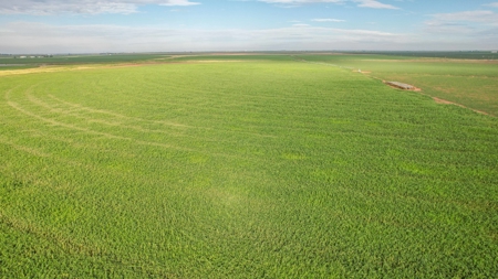 260.47+/- Acre Irrigated/Dryland Farm w/House in Castro County - image 13