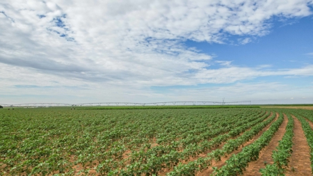 260.47+/- Acre Irrigated/Dryland Farm w/House in Castro County - image 23