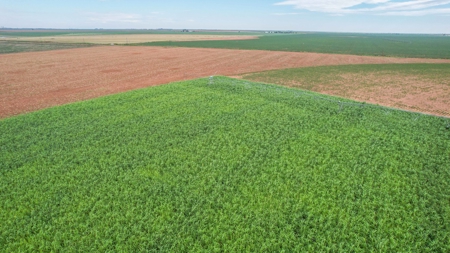 260.47+/- Acre Irrigated/Dryland Farm w/House in Castro County - image 27