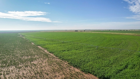 260.47+/- Acre Irrigated/Dryland Farm w/House in Castro County - image 5