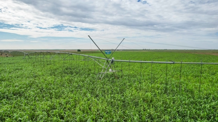 260.47+/- Acre Irrigated/Dryland Farm w/House in Castro County - image 24