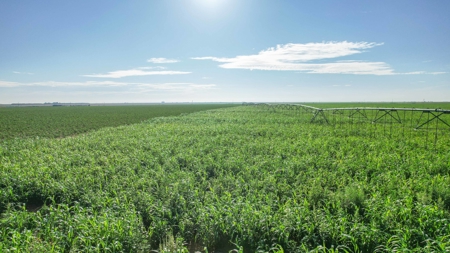 260.47+/- Acre Irrigated/Dryland Farm w/House in Castro County - image 7