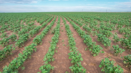 260.47+/- Acre Irrigated/Dryland Farm w/House in Castro County - image 10