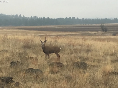 160 Acres of Prime Goldendale Land with Mountain Views - image 28