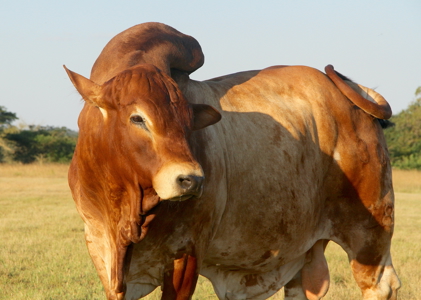 International Fully Developed 3,415 Acre Cattle Ranch For Sale - image 1