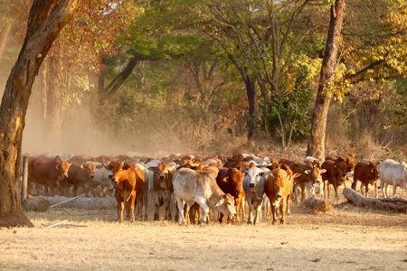 International Fully Developed 3,415 Acre Cattle Ranch For Sale - image 3