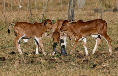 International Fully Developed 3,415 Acre Cattle Ranch For Sale - image 10