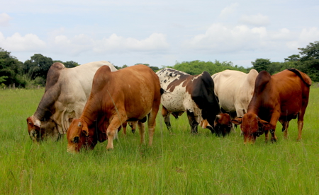 International Fully Developed 3,415 Acre Cattle Ranch For Sale - image 2