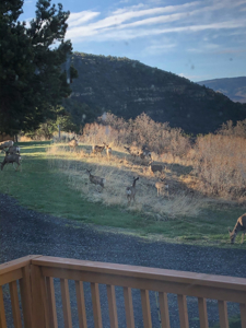 Log Home For Sale on Acreage Bordering BLM in Western Colorado - image 47