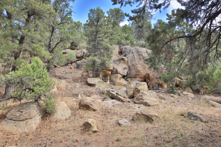 Log Home For Sale on Acreage Bordering BLM in Western Colorado - image 37
