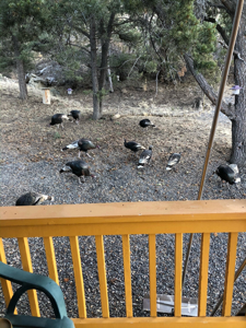 Log Home For Sale on Acreage Bordering BLM in Western Colorado - image 49