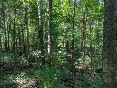 Secluded Hunting and Timberland Retreat in Central Ohio - image 33