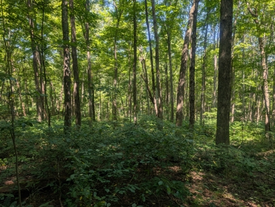 Secluded Hunting and Timberland Retreat in Central Ohio - image 39