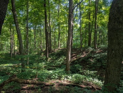 Secluded Hunting and Timberland Retreat in Central Ohio - image 23