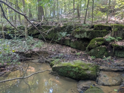 Secluded Hunting and Timberland Retreat in Central Ohio - image 5