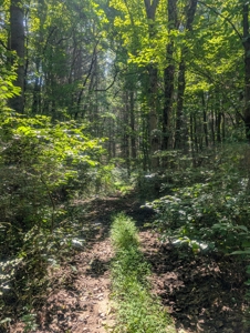 Secluded Hunting and Timberland Retreat in Central Ohio - image 19