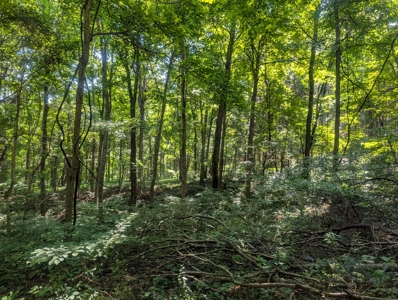 Secluded Hunting and Timberland Retreat in Central Ohio - image 22