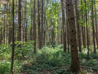 Secluded Hunting and Timberland Retreat in Central Ohio - image 20