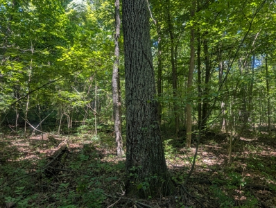 Secluded Hunting and Timberland Retreat in Central Ohio - image 36