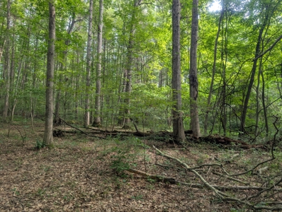 Secluded Hunting and Timberland Retreat in Central Ohio - image 10