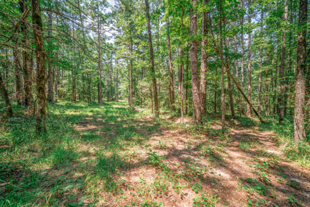 East Texas Ranch Property Near Atlanta, Cass Co. - image 35