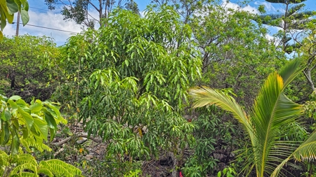 Big Island 4-bed, 2.5-bath home w/ ohana near Punalu‘u Black Sand - image 34