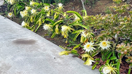 Big Island 4-bed, 2.5-bath home w/ ohana near Punalu‘u Black Sand - image 7