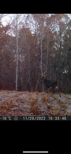 TN Hunter’s Paradise with Food Plots & Prime Wildlife Habitat - image 27