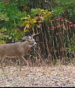 TN Hunter’s Paradise with Food Plots & Prime Wildlife Habitat - image 35