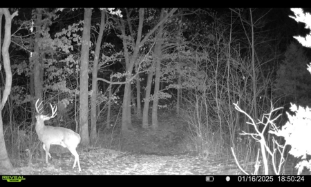 TN Hunter’s Paradise with Food Plots & Prime Wildlife Habitat - image 25
