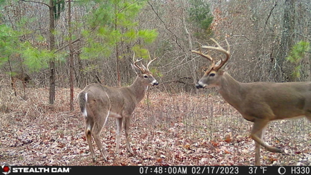 TN Hunter’s Paradise with Food Plots & Prime Wildlife Habitat - image 42