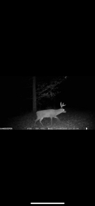 TN Hunter’s Paradise with Food Plots & Prime Wildlife Habitat - image 28