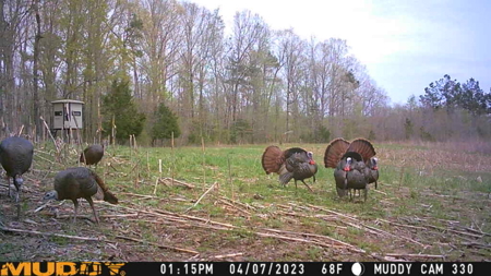 TN Hunter’s Paradise with Food Plots & Prime Wildlife Habitat - image 37