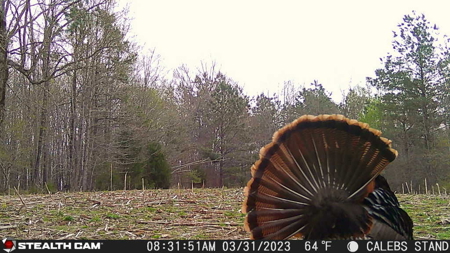 TN Hunter’s Paradise with Food Plots & Prime Wildlife Habitat - image 39